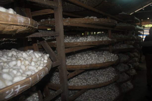 IMG_0524 Thousands of silk worm cocoons waiting to be processed