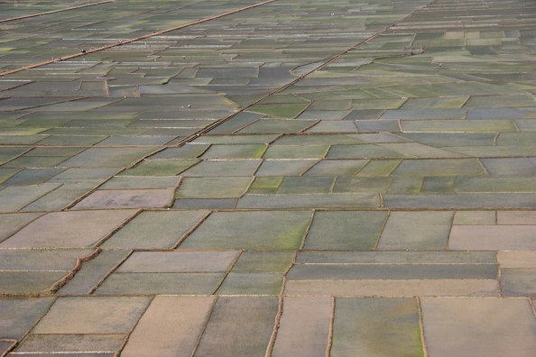 rice crops in the Chinese countryside